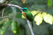 Great Jacamar, Sani Lodge, Sucumbios, Ecuador, November 2019 - click for larger image