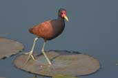 Wattled Jacana, Aguas de São Pedro, São Paulo, Brazil, August 2004 - click for larger image