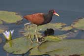 Wattled Jacana, Aguas de São Pedro, São Paulo, Brazil, August 2004 - click for larger image