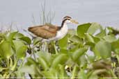 Juvenile Wattled Jacana, Aguas de São Pedro, São Paulo, Brazil, December 2006 - click for larger image