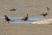 Juvenile Wattled Jacana (with Pectoral Sandpipers), Palmarí, Amazonas, Brazil, Sept 2002 - click for larger image