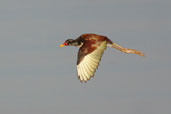 Juvenile Wattled Jacana,, Palmarí, Amazonas, Brazil, Sept 2002 - click for larger image