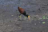 Northern Jacana, Zapata Swamp, Cuba, February 2005 - click on image for a larger view
