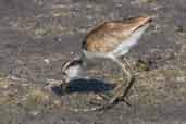 Immature Northern Jacana, Zapata Swamp, Cuba, February 2005 - click on image for a larger view