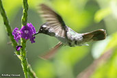 Viloet-headed Hummingbird, Koepke Hermit Reserve, San Martin, Peru, October 2018 - click for larger image
