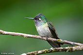 Viloet-headed Hummingbird, Alto Nieva, San Martin, Peru, October 2018 - click for larger image