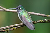 Viloet-headed Hummingbird, Alto Nieva, San Martin, Peru, October 2018 - click for larger image