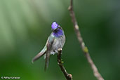 Viloet-headed Hummingbird, Alto Nieva, San Martin, Peru, October 2018 - click for larger image