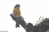 White-browed Hemispingus, Cresta de San Lorenzo, Amazonas, Peru, October 2018 - click for larger image