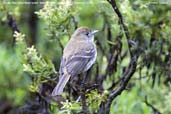 Female Blue-billed Black-tyrant, Itatiaia, Rio de Janeiro, Brazil, November 2008 - click for larger image