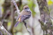 Female Blue-billed Black-tyrant, Itatiaia, Rio de Janeiro, Brazil, November 2008 - click for larger image