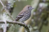 Female Blue-billed Black-tyrant, Itatiaia, Rio de Janeiro, Brazil, November 2008 - click for larger image