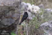 White-rumped Black-tyrant, Celendin, Cajamarca, Peru, October 2018 - click for larger image