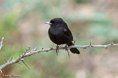 White-rumped Black-tyrant, Celendin, Cajamarca, Peru, October 2018 - click for larger image