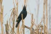 Crested Black-tyrant, Rio Grande do Sul, Brazil, August 2004 - click for larger image