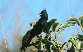 Crested Black-tyrant, Canastra, Minas Gerais, Brazil, April 2001 - click for larger image