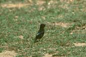 Female Velvety Black-tyrant, Canastra, Minas Gerais, Brazil, April 2001 - click for larger image