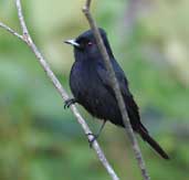 Male Velvety Black-tyrant, Chapada Diamantina, Bahia, Brazil, July 2002 - click for larger image