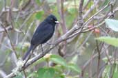 Male Velvety Black-tyrant, Chapada Diamantina, Bahia, Brazil, July 2002 - click for larger image