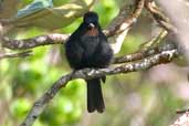 Female Velvety Black-tyrant, Chapada Diamantina, Bahia, Brazil, March 2004 - click for larger image