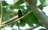 Riverside Tyrant, Marchantaria Island, Amazonas, Brazil, July 2001 - click for larger image