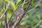 Rufous-tailed Tyrant, Alto Nieva, San Martin, Peru, October 2018 - click for larger image