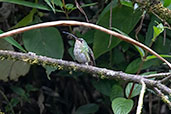 Mountain Velvetbreast, Guango Lodge, Napo, Ecuador, November 2019 - click for larger image