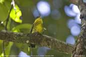 Male Shrike-like Cotinga, REGUA, Rio de Janeiro, Brazil, November 2006 - click for larger image