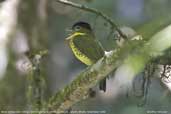 Male Shrike-like Cotinga, REGUA, Rio de Janeiro, Brazil, November 2006 - click for larger image