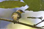 Male Shrike-like Cotinga, REGUA, Rio de Janeiro, Brazil, November 2006 - click for larger image