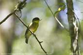 Male Shrike-like Cotinga, REGUA, Rio de Janeiro, Brazil, November 2006 - click for larger image