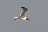 Laughing Gull in breeding plumage, Cayo Coco, Cuba, February 2005 - click for larger image