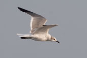 Laughing Gull in non-breeding plumage, Cayo Coco, Cuba, February 2005 - click for larger image