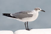 Laughing Gull in non-breeding plumage, Cayo Coco, Cuba, February 2005 - click for larger image