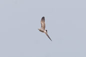 Laughing Gull in 1st winter plumage, Ilha de Marajó, Pará, Brazil, November 2005 - click for larger image