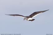 Adult Belcher's Gull, Pan de Azucar N.P., Chile, January 2007 - click for larger image