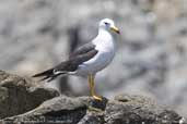 Adult Belcher's Gull, Pan de Azucar N.P., Chile, January 2007 - click for larger image