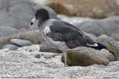 2nd winter Belcher's Gull, Arica, Chile, February 2007 - click for larger image