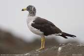 Non-breeding Adult Belcher's Gull, Arica, Chile, February 2007 - click for larger image