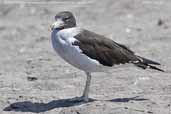 Non-breeding Adult Belcher's Gull, Lluta River mouth, Arica, Chile, February 2007 - click for larger image