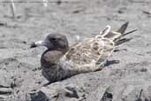 Juvenile Belcher's Gull, Lluta River mouth, Arica, Chile, February 2007 - click for larger image