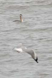 Grey-headed Gull, near Uruguaiana, Rio Grande do Sul, Brazil, August 2004 - click for larger image