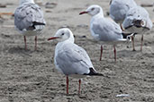 Grey-headed Gull, Eten, Lambayeque, Peru, October 2019 - click for larger image