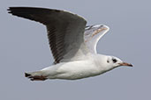 Grey-headed Gull, San Jose, Lambayeque, Peru, October 2019 - click for larger image