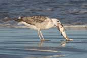 Immature Kelp Gull, Cassino, Rio Grande do Sul, Brazil, August 2004 - click for larger image