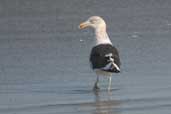 3rd year Kelp Gull, Cassino, Rio Grande do Sul, Brazil, August 2004 - click for larger image