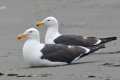 Kelp Gull, Concon, Chile, November 2005 - click for larger image