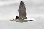 Kelp Gull, Concon, Chile, November 2005 - click for larger image