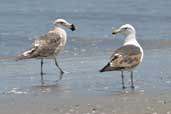 Kelp Gull, Concon, Chile, November 2005 - click for larger image