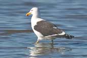 Kelp Gull, Caulin, Chiloe, Chile, November 2005 - click for larger image